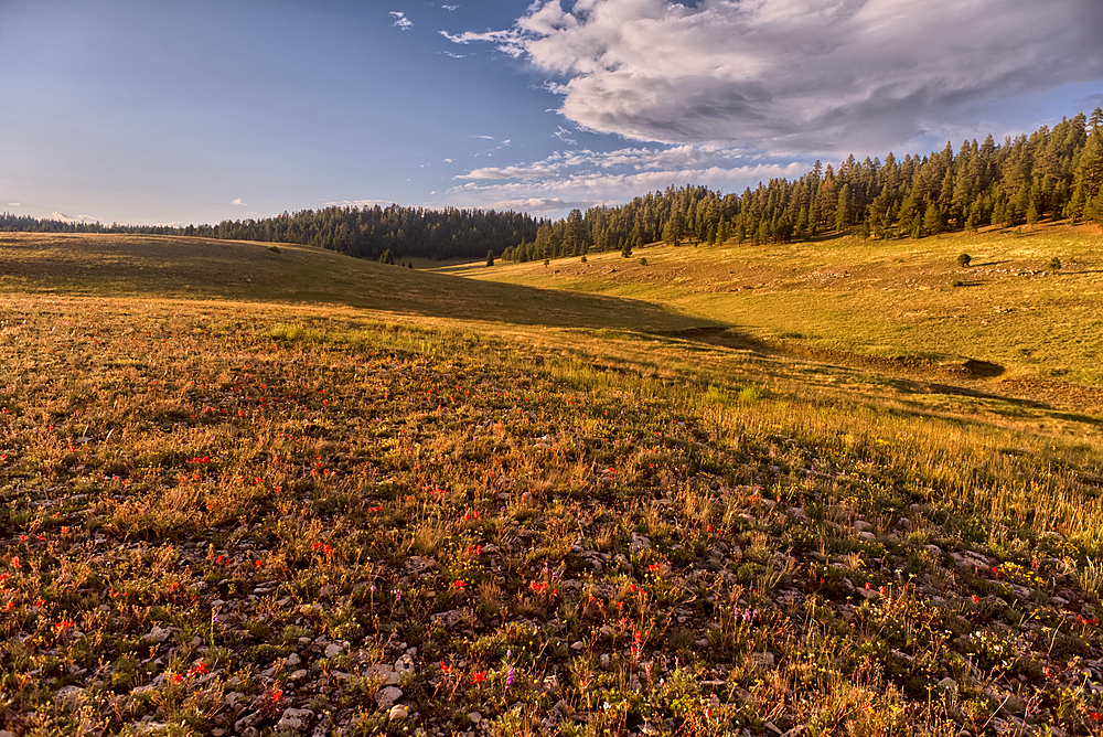 Rolling Hills in Pleasant Valley in the Kaibab National Forest north of Grand Canyon North Rim Arizona near sundown.