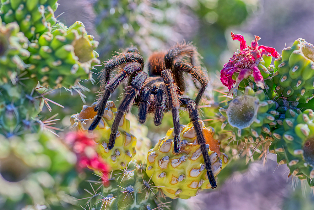 A male Tarantula native to the Chino Valley area of Arizona crawling on a cactus. This is a male because the females hide underground and don't roam around like the males.