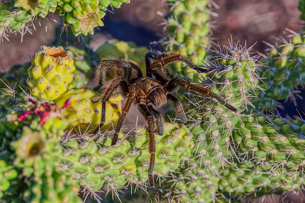 A male Tarantula native to the Chino Valley area of Arizona crawling on a cactus. This is a male because the females hide underground and don't roam around like the males.