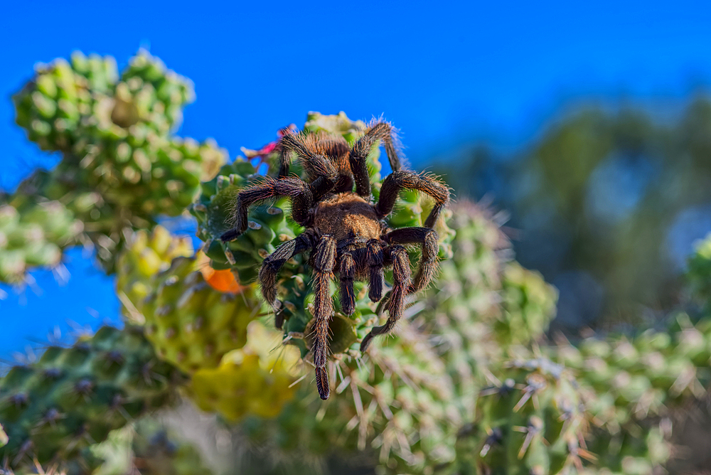 A male Tarantula native to the Chino Valley area of Arizona crawling on a cactus. This is a male because the females hide underground and don't roam around like the males.