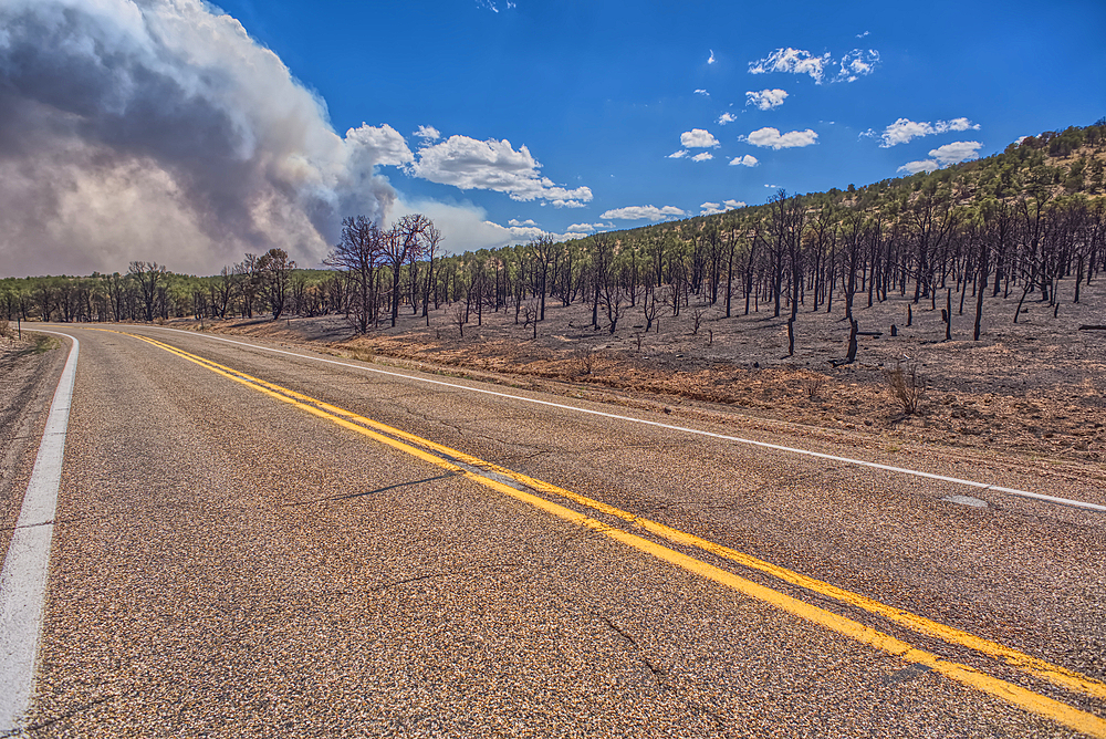 Scorched Earth and burned trees from the White Sage Wildfire near Jacob Lake Arizona in the Kaibab National Forest.