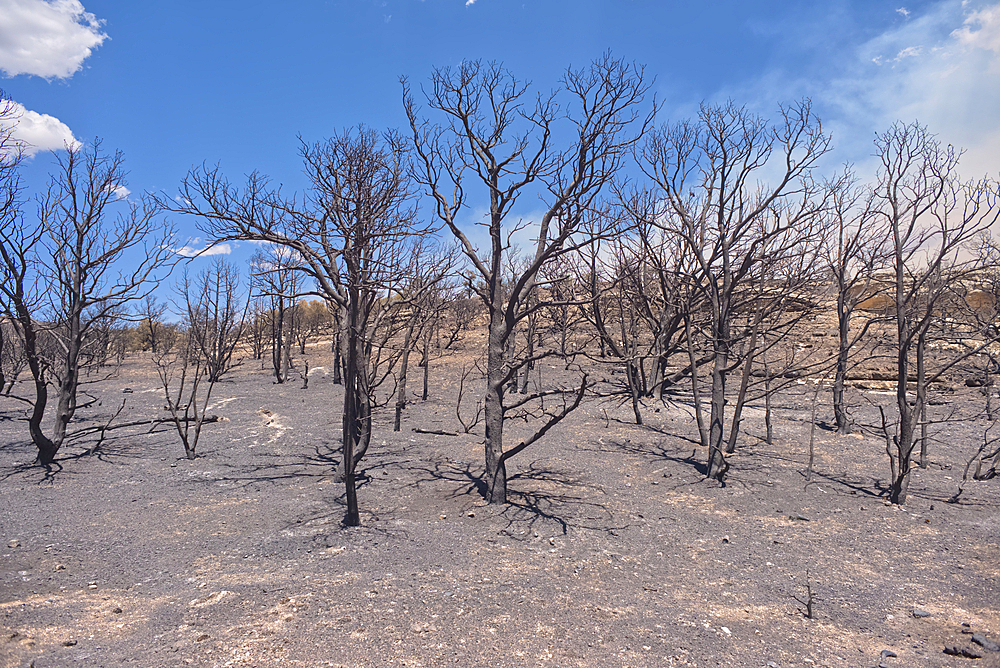 Scorched Earth and burned trees from the White Sage Wildfire near Jacob Lake Arizona in the Kaibab National Forest.