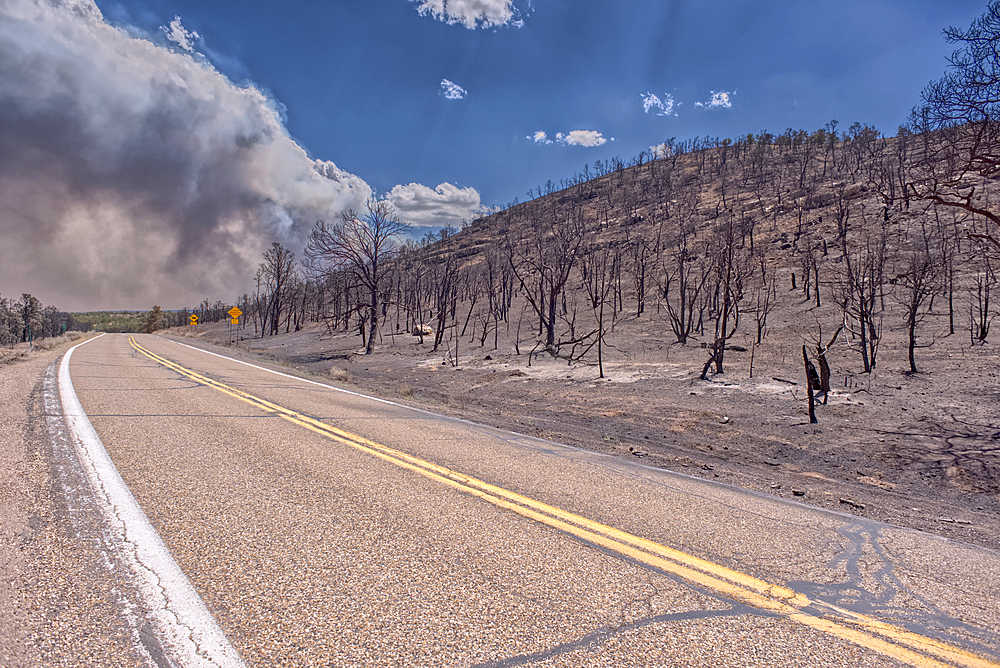 Scorched Earth and burned trees from the White Sage Wildfire near Jacob Lake Arizona in the Kaibab National Forest.