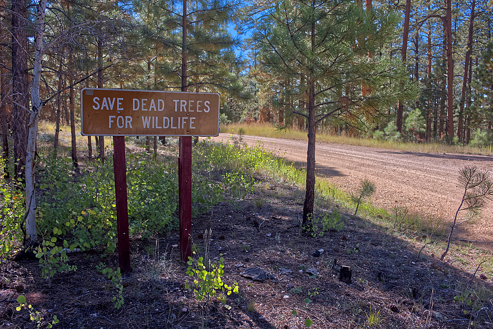 A sign on FSR217 west of SR67 in the Kaibab National Forest of Arizona. The sign instructs loggers to save dead trees for the local wildlife.