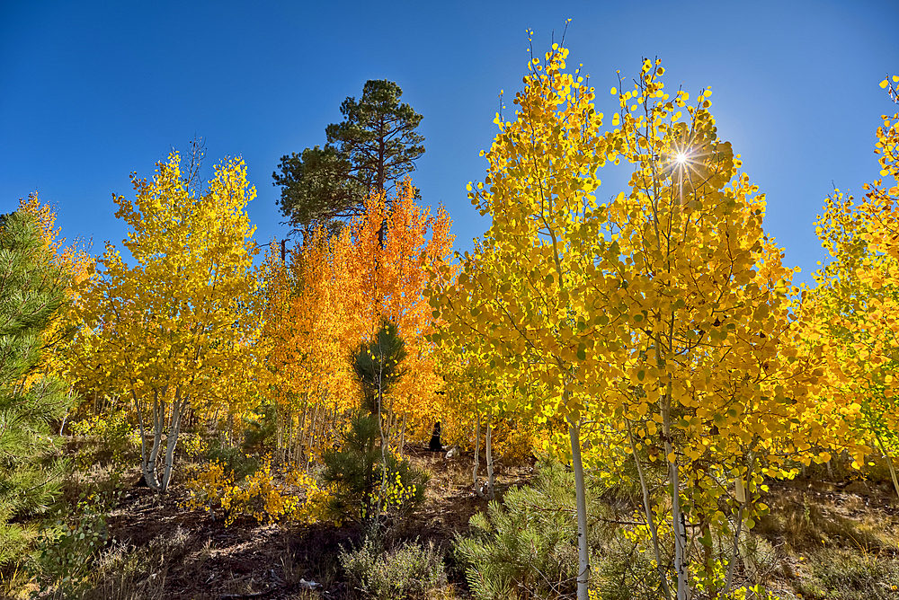 Aspen trees that are now changing color during the Autumn of 2025 on the Kaibab Plateau in Northern Arizona.