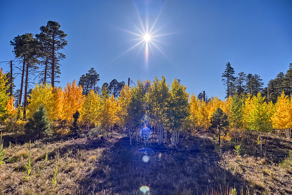 Aspen trees that are now changing color during the Autumn of 2025 on the Kaibab Plateau in Northern Arizona.