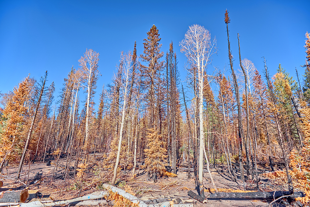 Burned trees in the Kaibab National Forest Arizona from the Dragon Bravo Wildfire of 2025.