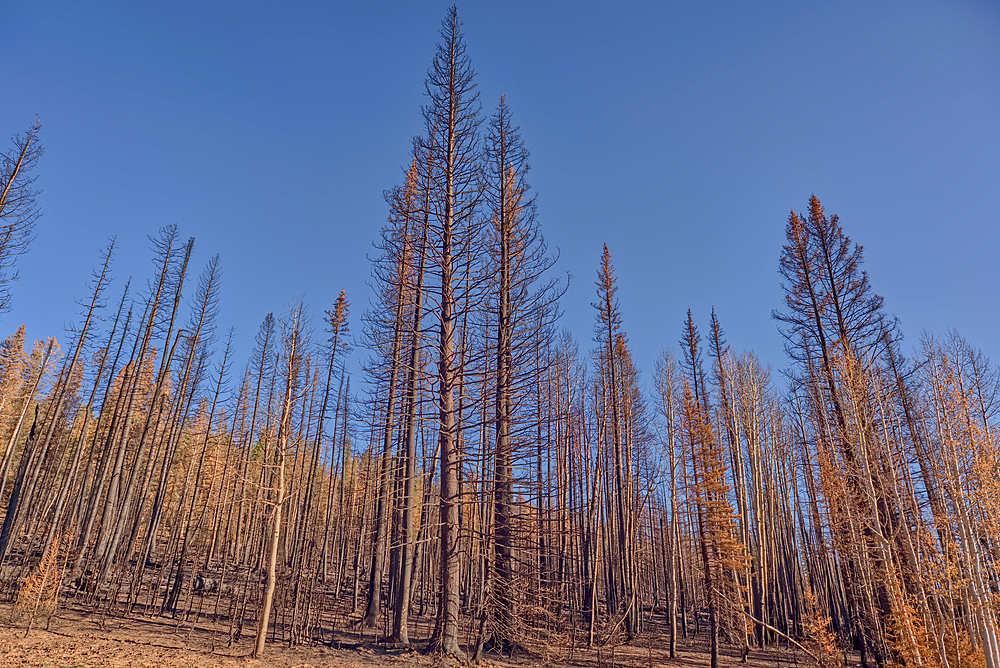 Burned trees in the Kaibab National Forest Arizona from the Dragon Bravo Wildfire of 2025.