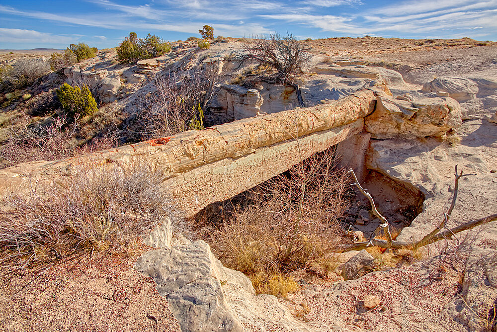 A petrified log called the Agate Bridge in Petrified Forest National Park, Arizona, United States of America, North America