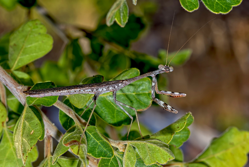 Closeup of a male Praying Mantis native to Arizona on the hunt for a female, Arizona, United States of America, North America