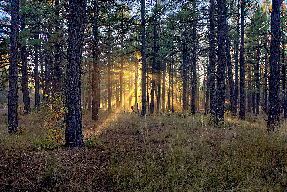 HDR composite of the late day sun shining through the trees of the Kaibab Forest near Williams, Arizona, United States of America, North America