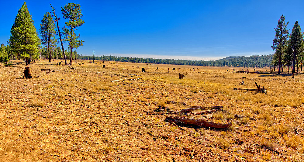 Meadow near Williams known as Sunflower Flat Wildlife Preserve, normally a wetland now dry due to Arizona's drought, Arizona, United States of America, North America