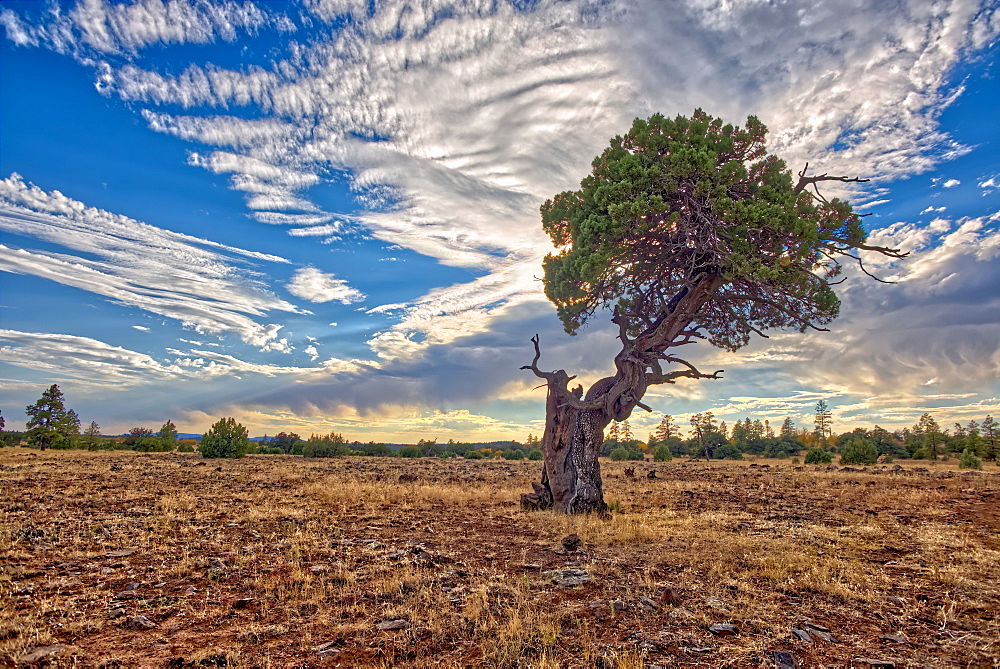 A twisted Juniper Tree near Sycamore Canyon in the Kaibab National Forest south of Williams, Arizona, United States of America, North America