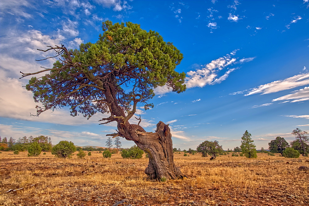 A twisted Juniper Tree near Sycamore Canyon in the Kaibab National Forest south of Williams, Arizona, United States of America, North America