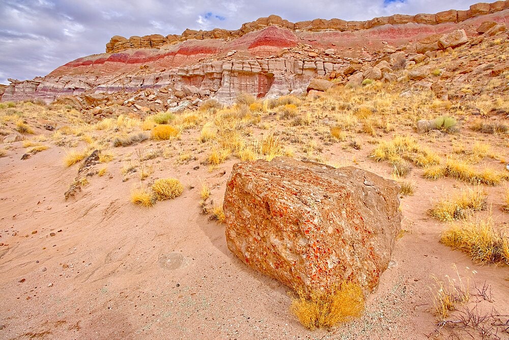 One of many fossil filled boulders in the Clam Beds along Red Basin Trail in Petrified Forest National Park, Arizona, United States of America, North America