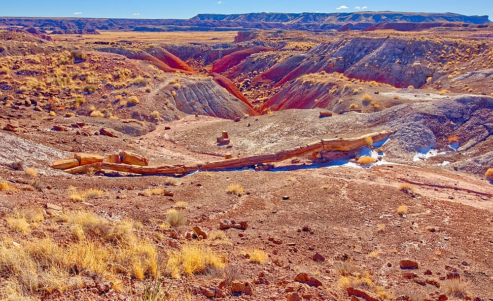 One of the few petrified trees almost intact, The Onyx Bridge in Petrified Forest National Park, Arizona, United States of America, North America