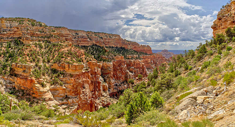 Grand Canyon North Rim from the end of the Cliff Spring Trail near Cape Royal, Arizona, United States of America, North America