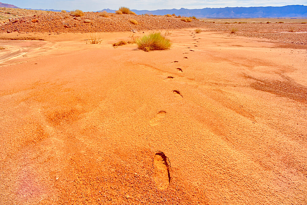 Human footprints in soft sand near the Upper Soap Creek Bench in the Vermilion Cliffs National Monument, Arizona, United States of America, North America