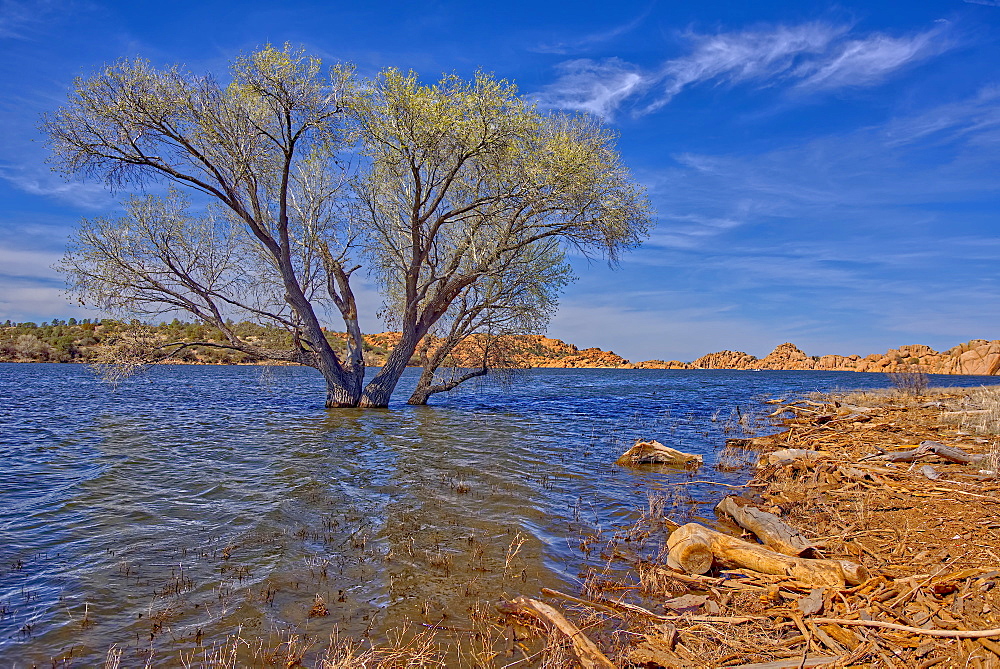 A lone tree isolated just off shore in Watson Lake in Prescott, Arizona, United States of America, North America