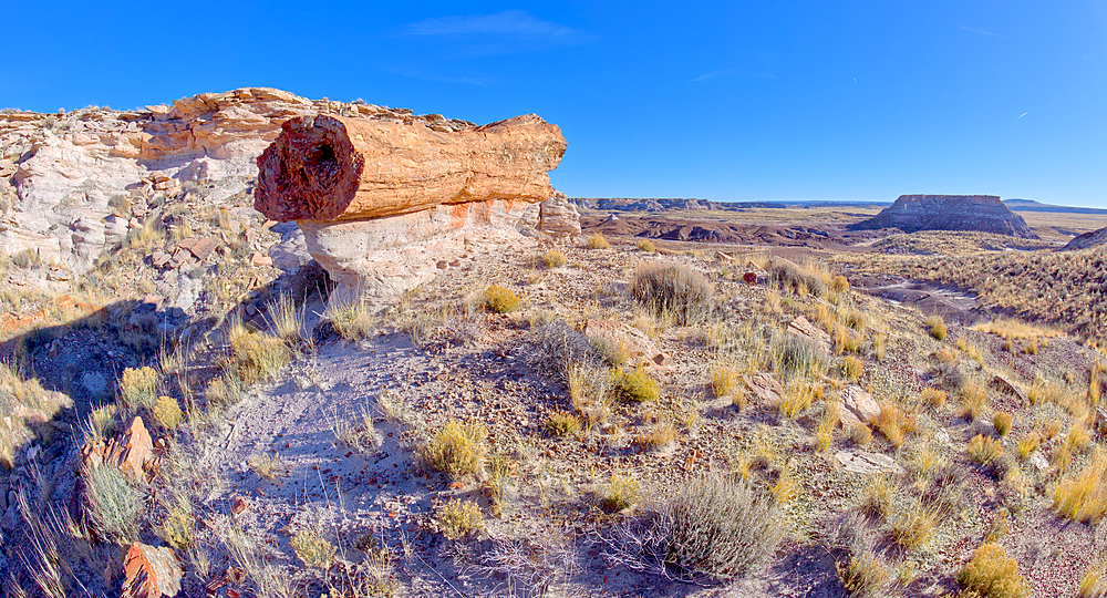 A giant petrified log balanced on a sandstone pedestal in Petrified Forest National Park Arizona along the Red Basin Trail.