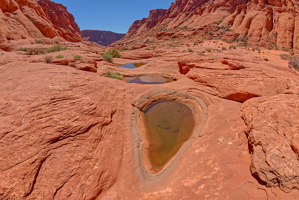 Waterholes in Ferry Swale Canyon near Page, Arizona, United States of America, North America