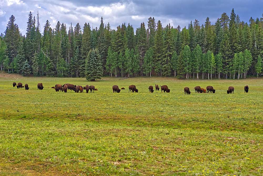 A herd of wild Buffalo grazing in a meadow on the North Rim of Grand Canyon, Grand Canyon National Park, UNESCO World Heritage Site, Arizona, United States of America, North America