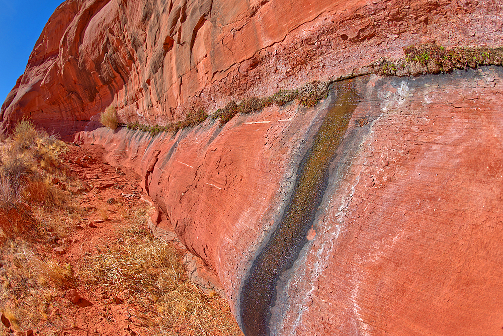 A water spring seeping from a sandstone wall, at Ferry Swale in the Glen Canyon Recreation Area near Page, Arizona, United States of America, North America