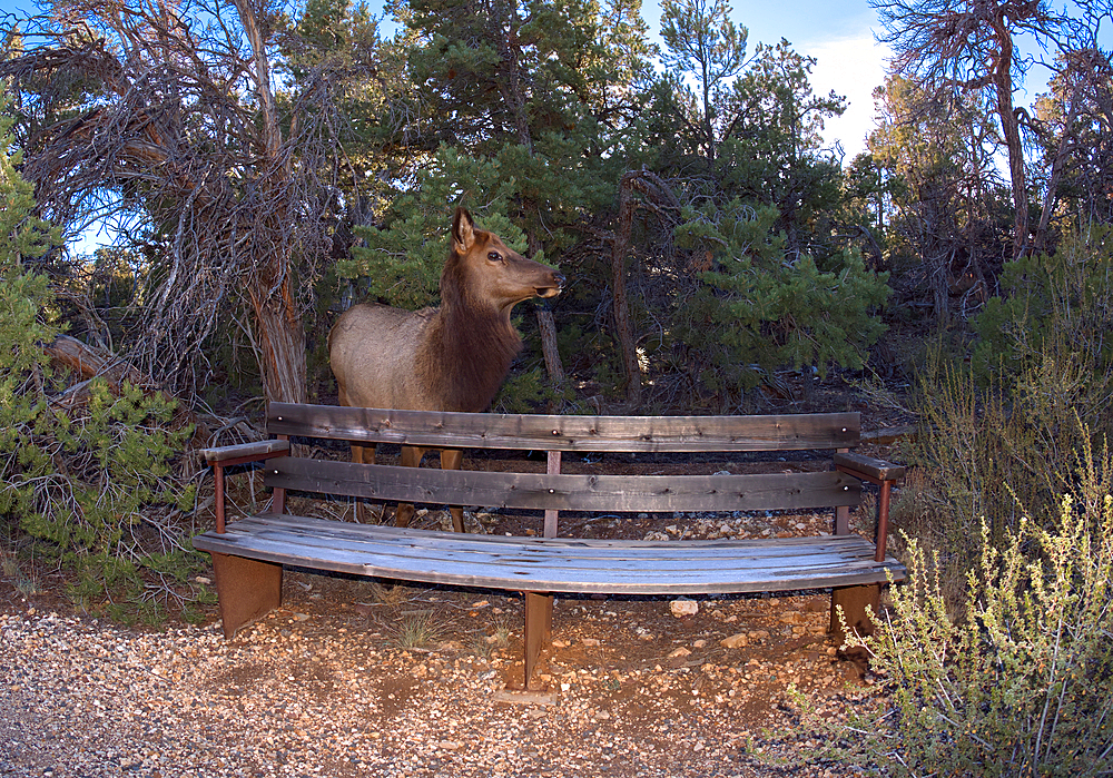 A female Elk that came out of the forest along the Greenway Trail that runs between Pima Point and Monument Creek Vista, Grand Canyon, Arizona, United States of America, North America