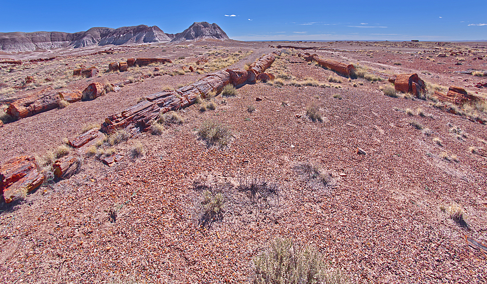 A very long fossilized tree along the Long Logs Trail at Petrified Forest National Park, Arizona, United States of America, North America