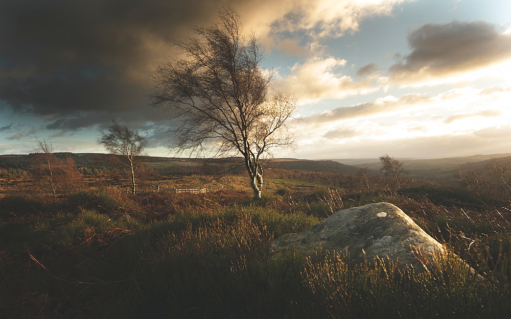 Blustery winds blowing isolated trees in the Peak District, South Yorkshire, Yorkshire, England, United Kingdom, Europe