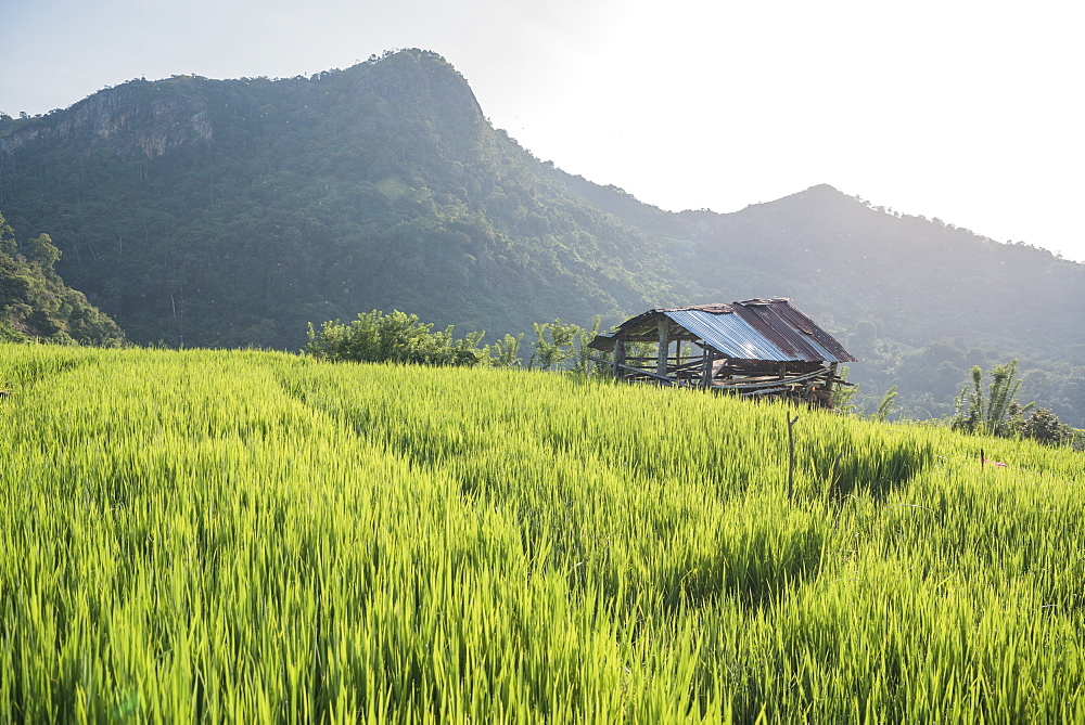 A hut on a tea plantation in the small village of Hingurukaduwa, Sri Lanka, Asia