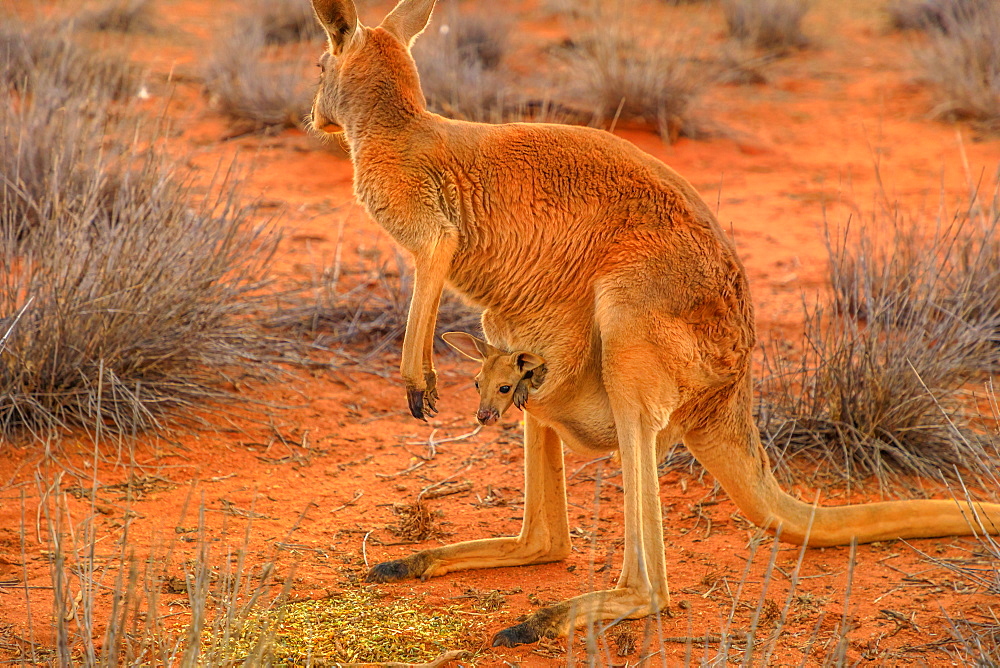 Side view of red kangaroo (Macropus rufus) with joey in its pouch, standing on the red sand of Outback central Australia, at sunset, Red Center, Northern Territory, Australia, Pacific