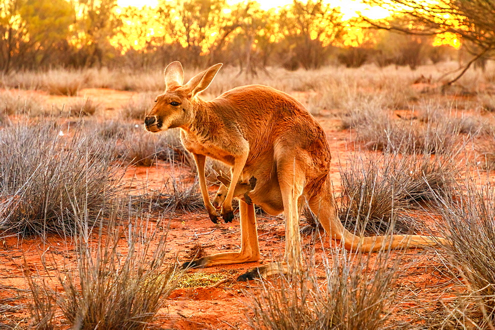 Side view of red kangaroo (Macropus rufus) with joey in its pouch, standing on the red sand of Outback central Australia, at sunset, Red Center, Northern Territory, Australia, Pacific