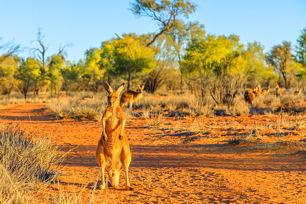 Red kangaroo (Macropus rufus) standing on the red sand of Outback central Australia, at sunset, Red Center, Northern Territory, Australia, Pacific