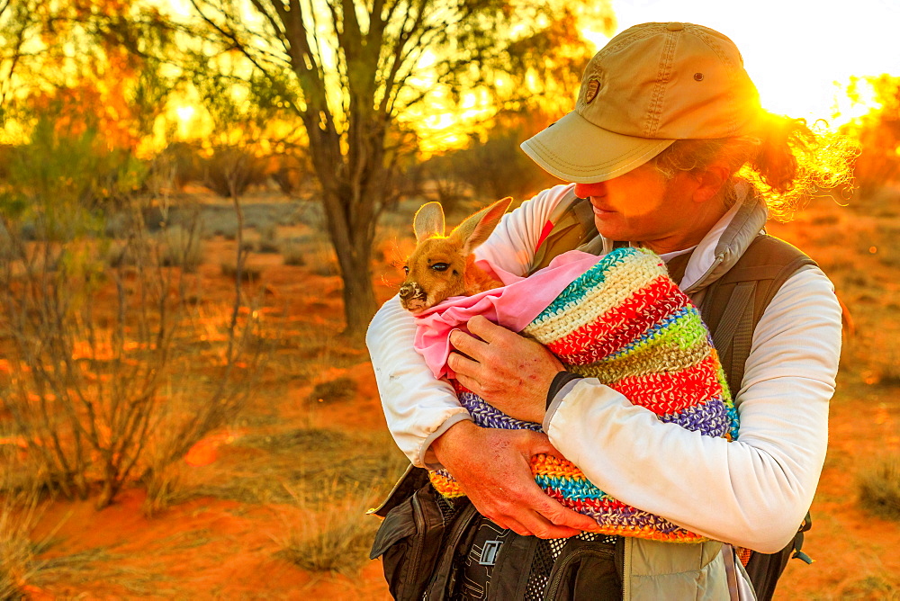 Tourist man holding orphaned baby kangaroo at sunset in Australian Outback, Red Center, Northern Territory, Australia, Pacific