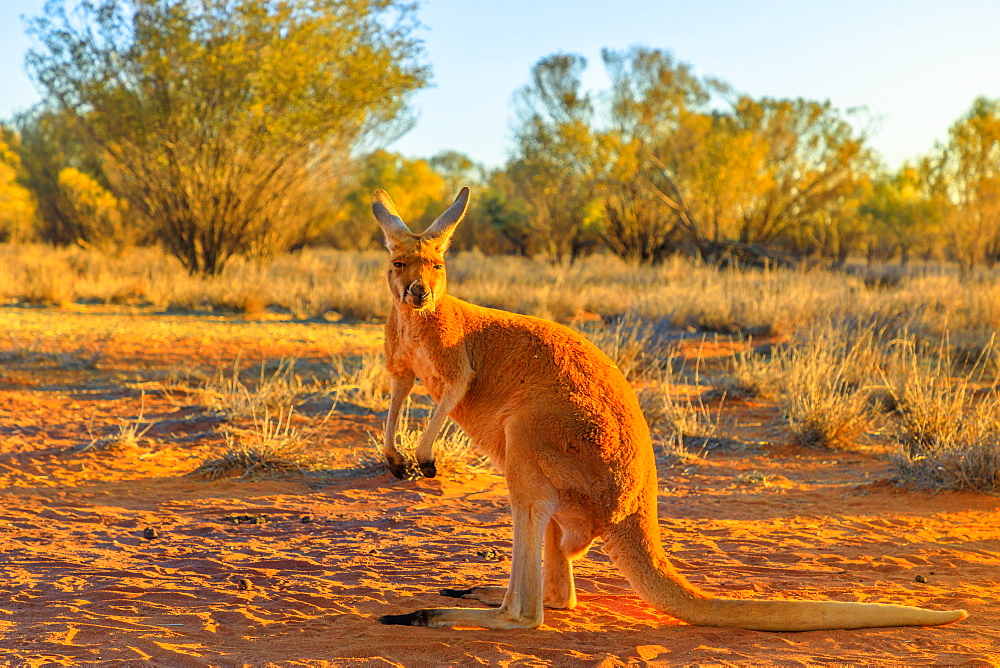 Side view of red adult kangaroo (Macropus rufus) standing on the red sand of Outback central Australia, at sunset, Red Center, Northern Territory, Australia, Pacific