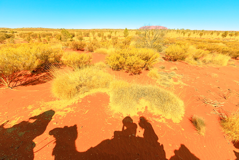 Camel riding in Australian desert with Uluru (Ayers Rock) in the distance, Outback, Northern Territory, Australia, Pacific