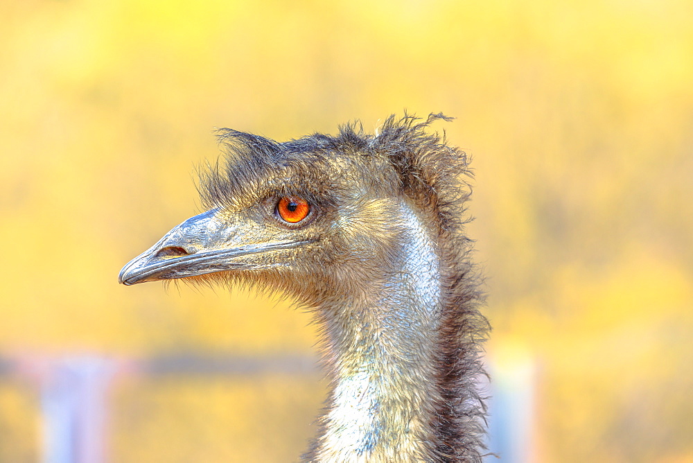 Emu (Dromaius novaehollandiae), cultural icon of Australia, the bird features prominently in Indigenous Australian mythology, Northern Territory, Australia, Pacific