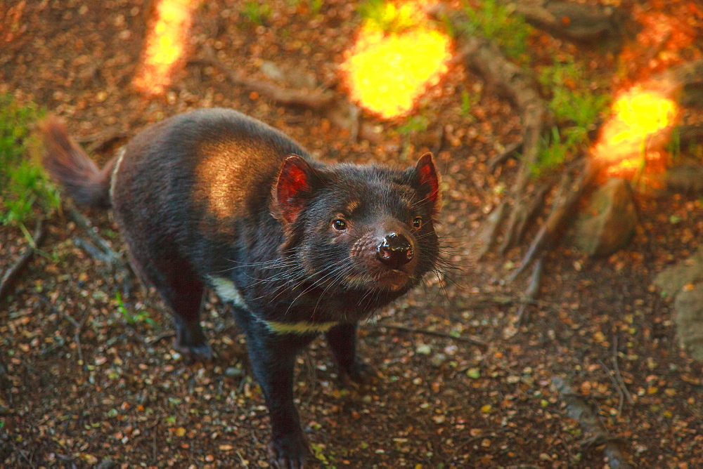 Tasmanian devil (Sarcophilus harrisii) standing, Trowunna Wildlife Sanctuary, Tasmania, Australia, Pacific