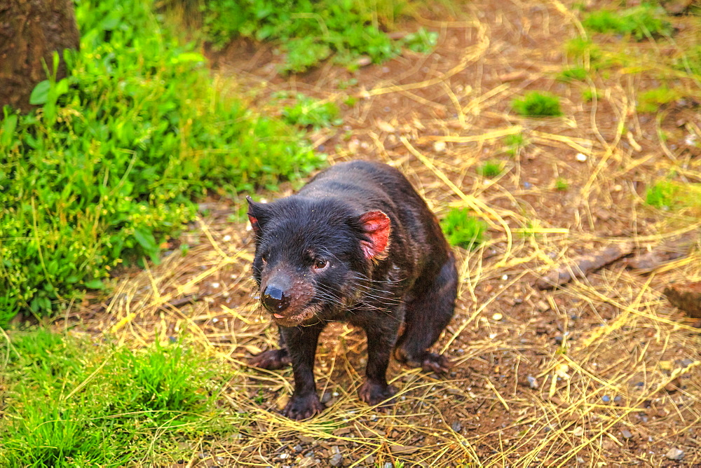 Front view of Tasmanian devil (Sarcophilus harrisii), standing on the trunk, Trowunna Wildlife Sanctuary, Tasmania, Australia, Pacific