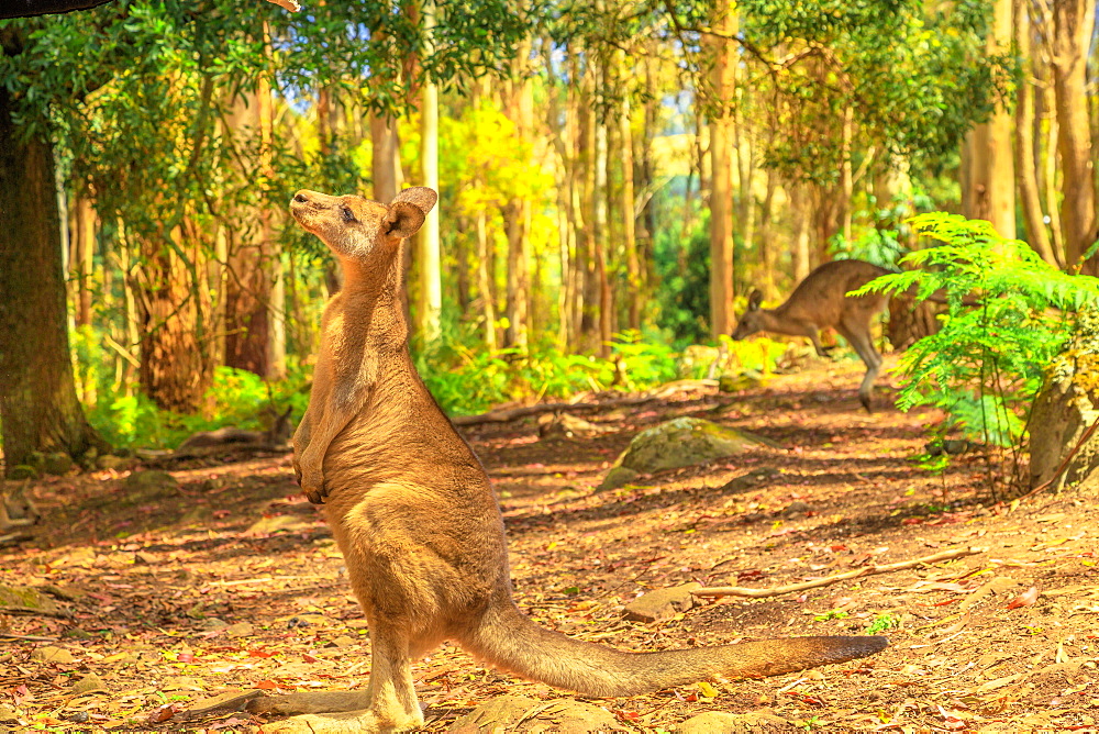 Side view of kangaroo standing upright in Tasmanian forest, Australia, Pacific