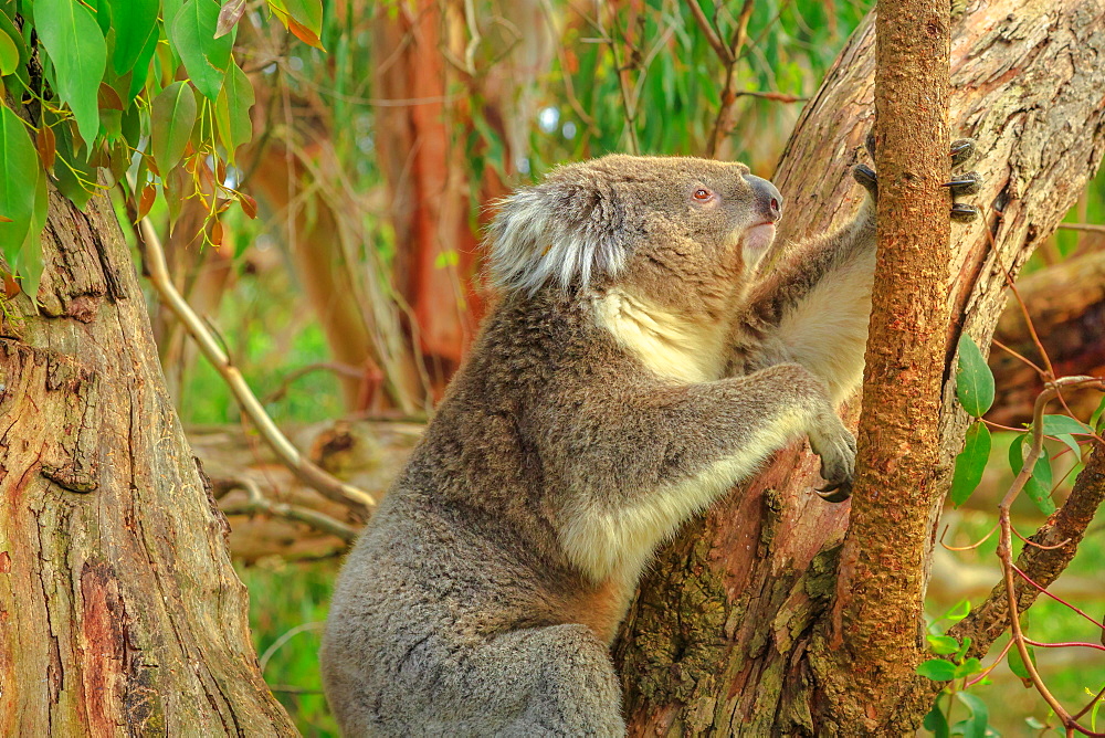 Koala bear on eucalyptus trunk at Phillip Island, near Melbourne in Victoria, Australia, Pacific