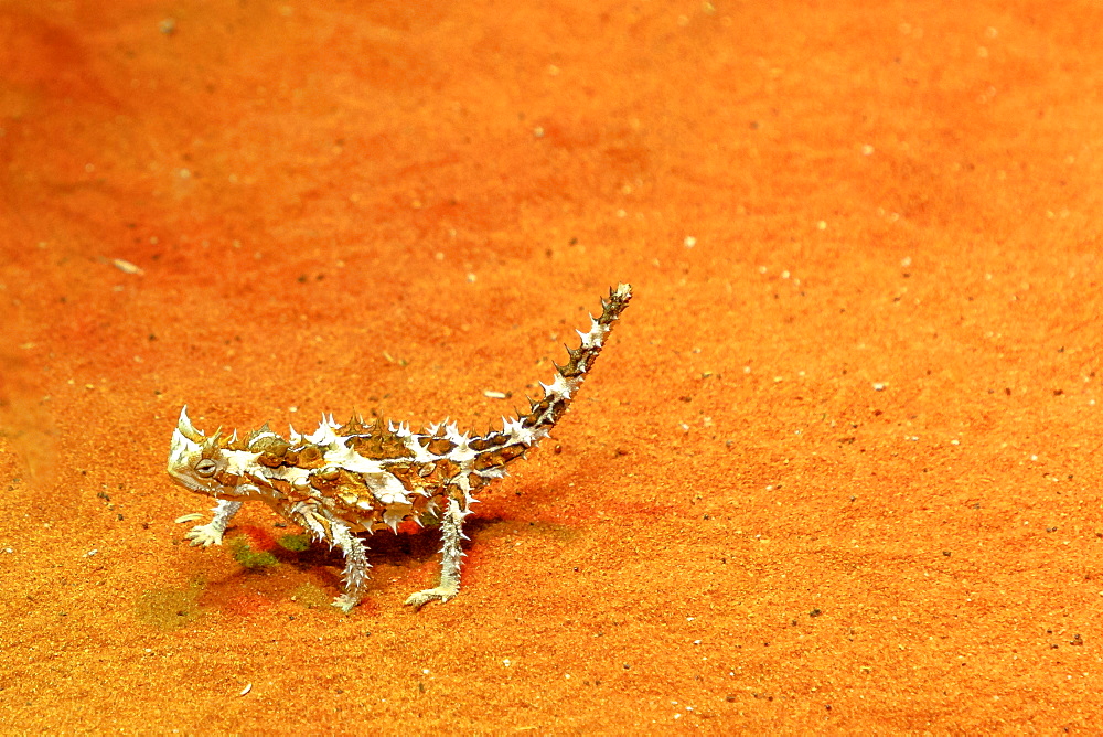 Thorny devil (Moloch horridus) walks on red sand in Desert Park at Alice Springs, Northern Territory, Central Australia, Pacific