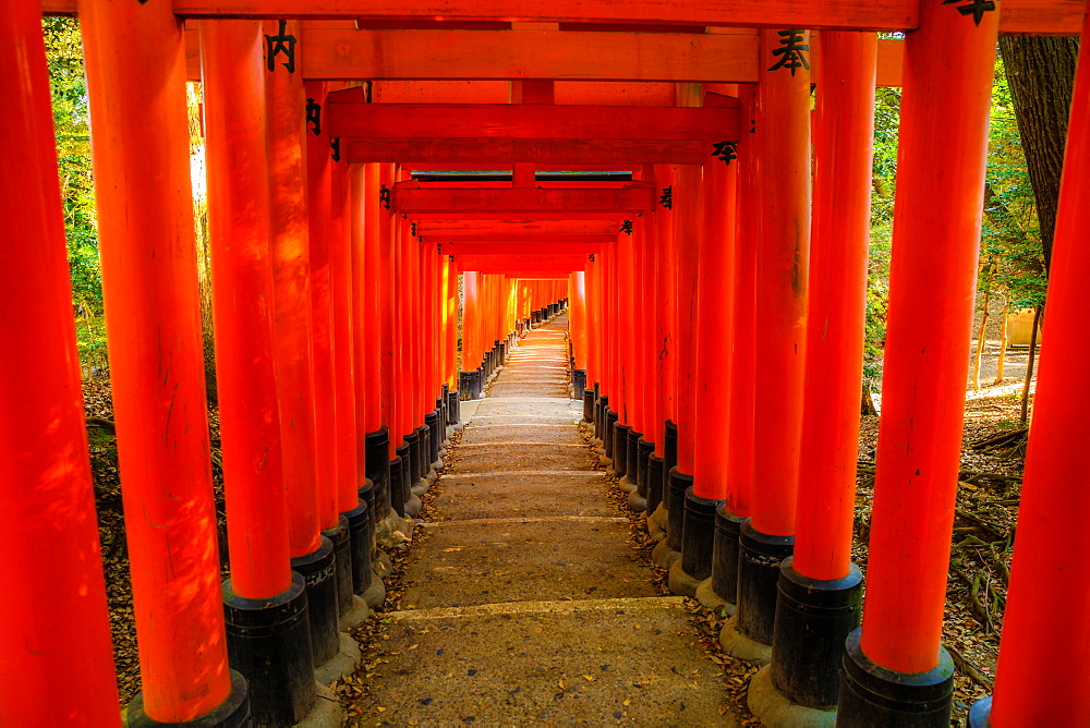 The red Torii gates of the famous Fushimi Inari Taisha, the most important Shinto sanctuary and the oldest in Kyoto, Japan, Asia