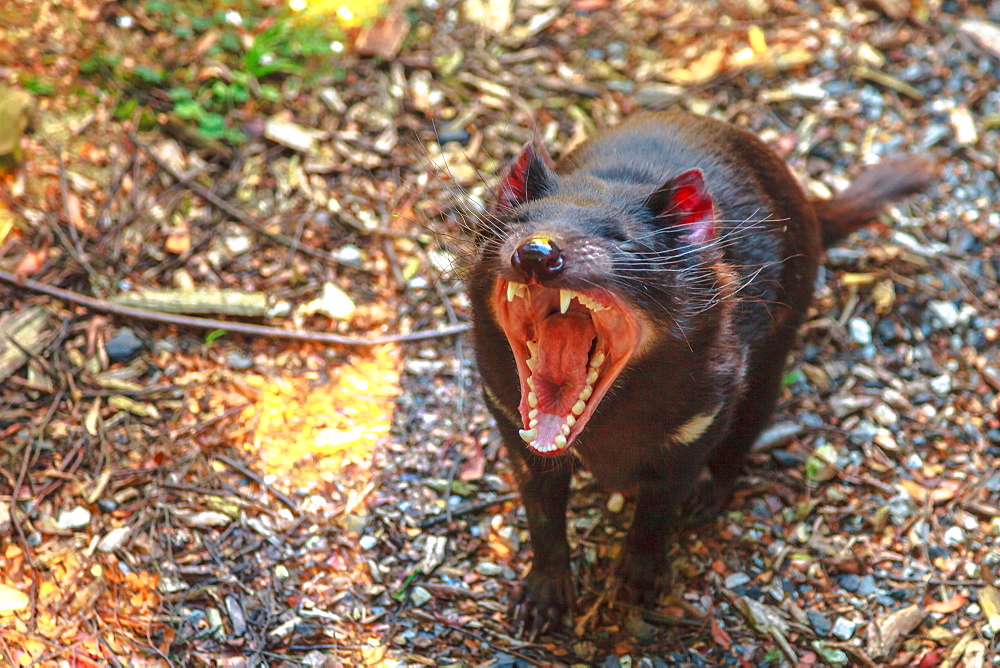 The shrill scream of Tasmanian devil (Sarcophilus harrisii), Tasmanian icon in Trowunna Wildlife Sanctuary, Tasmania, Australia, Pacific