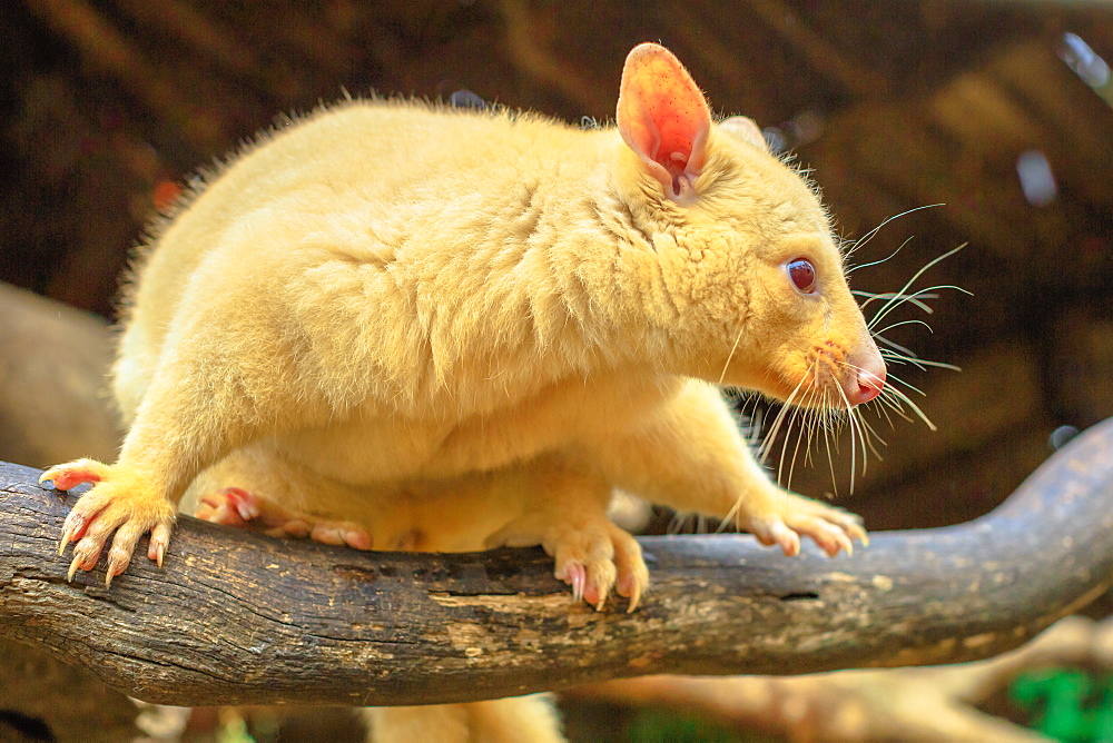 Golden brushtail possum on a tree, the light color is a genetic mutation of common Australian possums that live only in Tasmania, Australia, Pacific