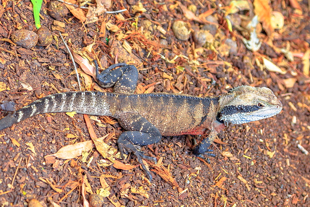 Male brown eastern water dragon basking on the ground, found in Eastern Australia, Victoria and Queensland, Australia, Pacific