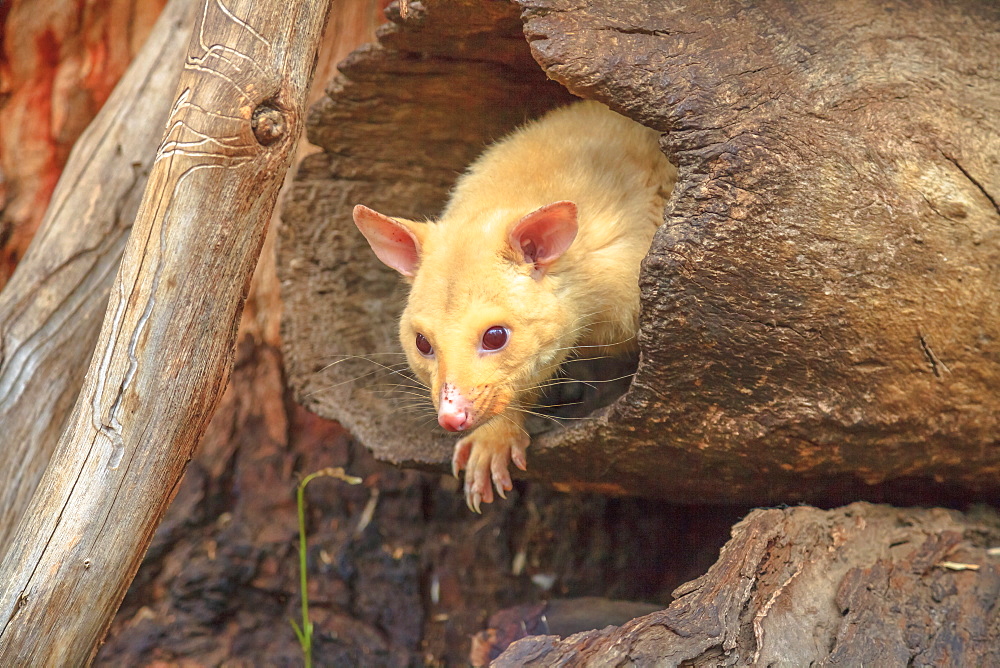 Golden brushtail possum on a tree, the light color is a genetic mutation of common Australian possums that live only in Tasmania, Australia, Pacific