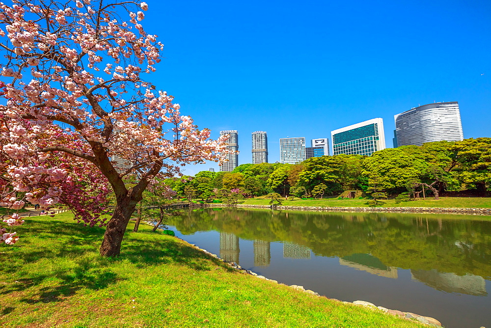 Modern skyscrapers of Shiodome in Shimbashi district reflected in Hamarikyu (Hama Rikyu) Gardens lake, Chuo district, Sumida River, Tokyo, Japan, Asia