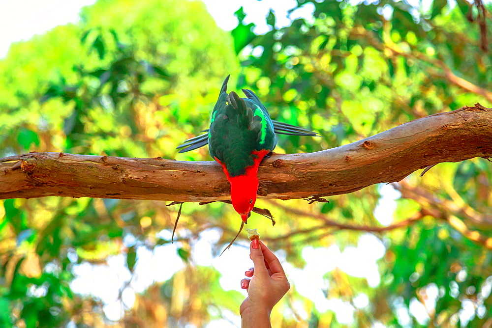 Hand of woman feeding an Australian King-Parrot (Alisterus scapularis), on a tree branch in a wilderness, Pebbly Beach, Murramarang National Park, New South Wales, Australia, Pacific